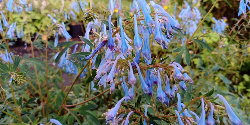 Corydalis flexuosa 'Porcelain Blue' kiurunkannus